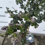 Ceanot (Ceanothus thyrsiflorus) ´REPENS´ - výška 50-60 cm, kont. C2L - NA KMIENKU